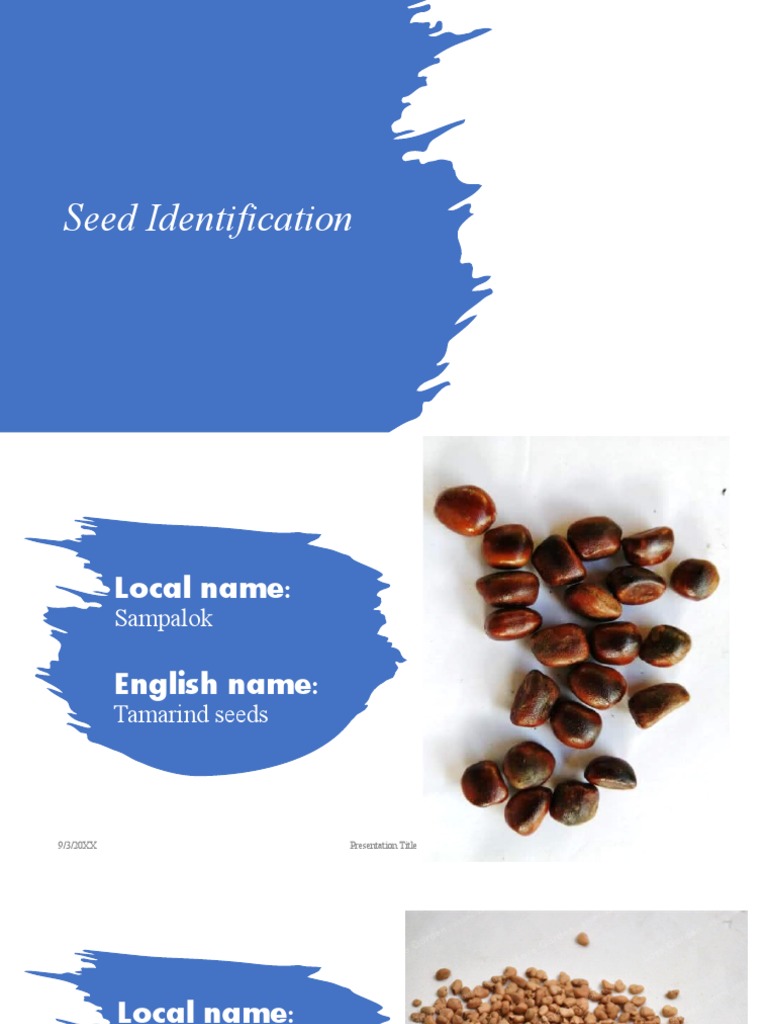 Seed Identification PDF Cuisine Agriculture