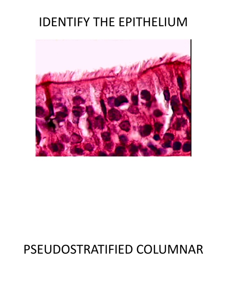 PRACTICE SLIDES HISTOLOGY 1 PDF