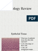 Practice Slides - Histology 2