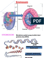 Kromosom Andri