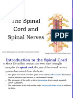 Anatomy Chapter 12 The Spinal Cord and The Spinal Nerve