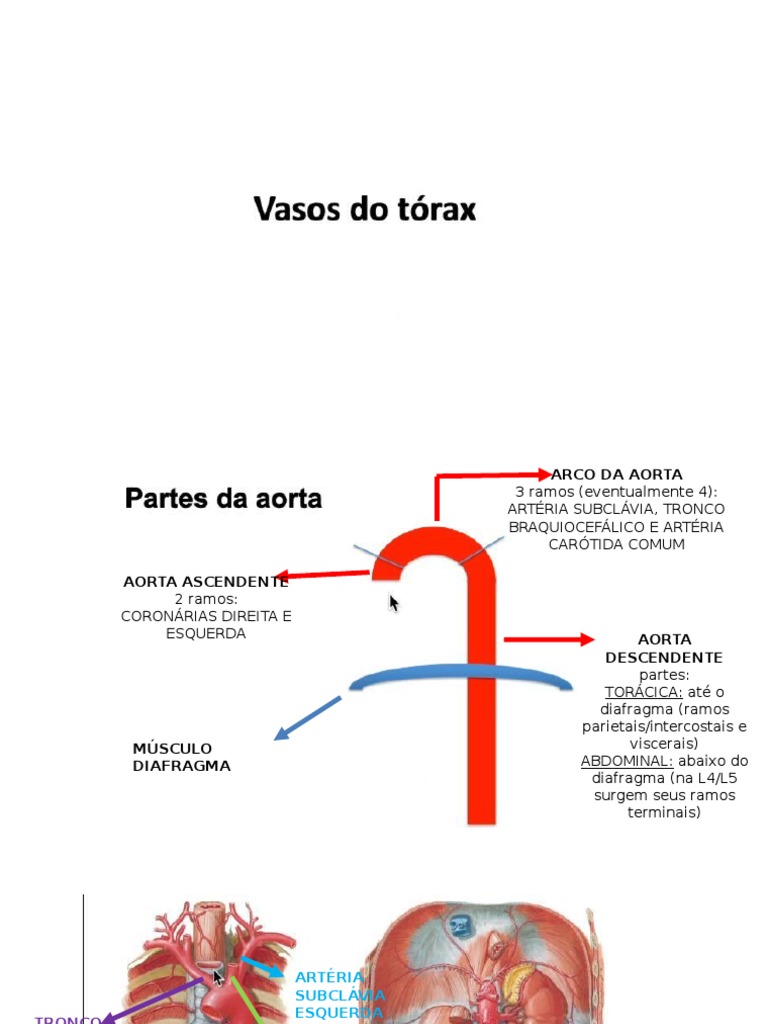 Cópia De 3 Vasos Tórax E Abdome Pdf Anatomia Humana Anatomia