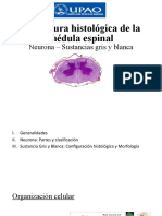 Estructura Histológica de La Médula Espinal