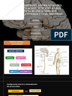 Semana 5 Morfoanatomía - Sistema Nervioso, Confi Interna, Sustancia Blanca, Gris, Turno 7am