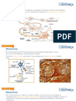 Neurona y Funciones Superiores LG