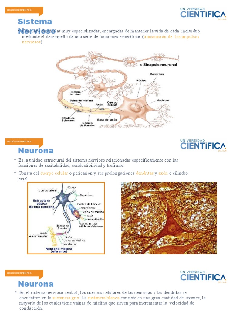 Neurona y Funciones Superiores LG | PDF | Sinapsis | Memoria