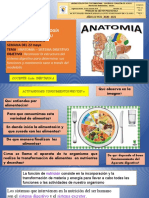 Anatomía - Aparato Digestivo