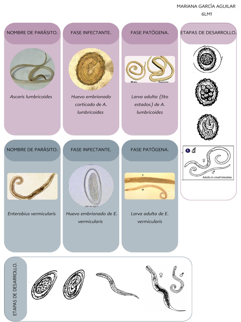 Fases y Tipos de Parásitos Comunes | PDF | Parasitología | Microbiología