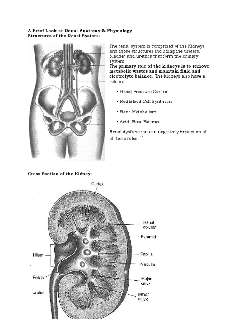 A Brief Look at Renal Anatomy & Physiology: Structures of the Renal System Biology Diagrams
