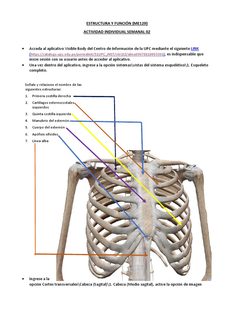 ME129 EyF TAREA Sem02 | PDF | Anatomía