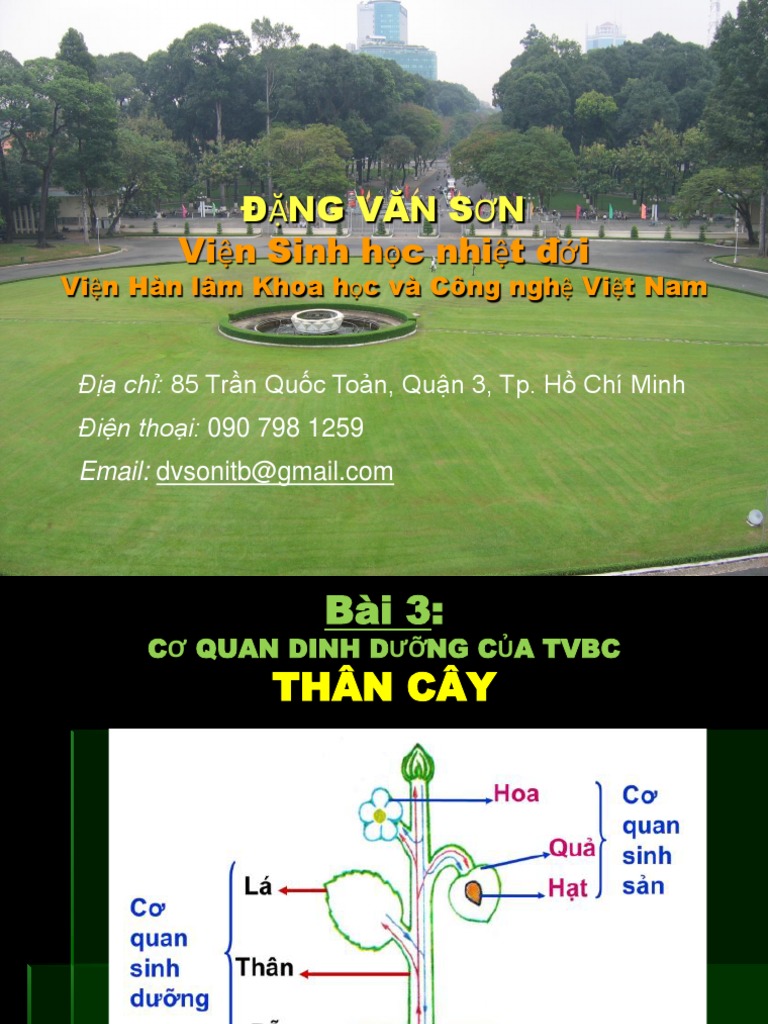 Bài 4. Thân Cây | PDF