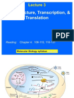 Gena Si Transcriptia La Pro Si Eucariote Lp2