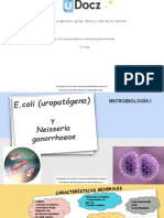 E Coli Uropatogena y Neisseria Gonorrhoea