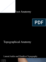 Foot Anatomy