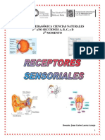 1era Guia Cs Naturales Receptores Sensoriales