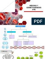 Meiosis