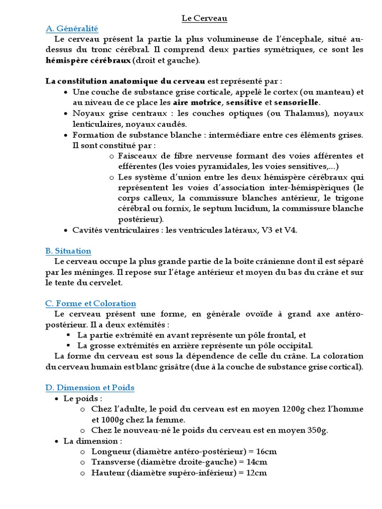 Le Cerveau | PDF | Circonvolution cérébrale | Lobe temporal