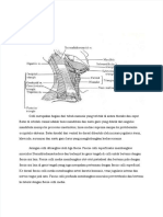 pdf-anatomi-colli