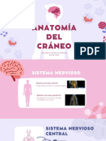 ANATOMÍA DEL CRÁNEO 