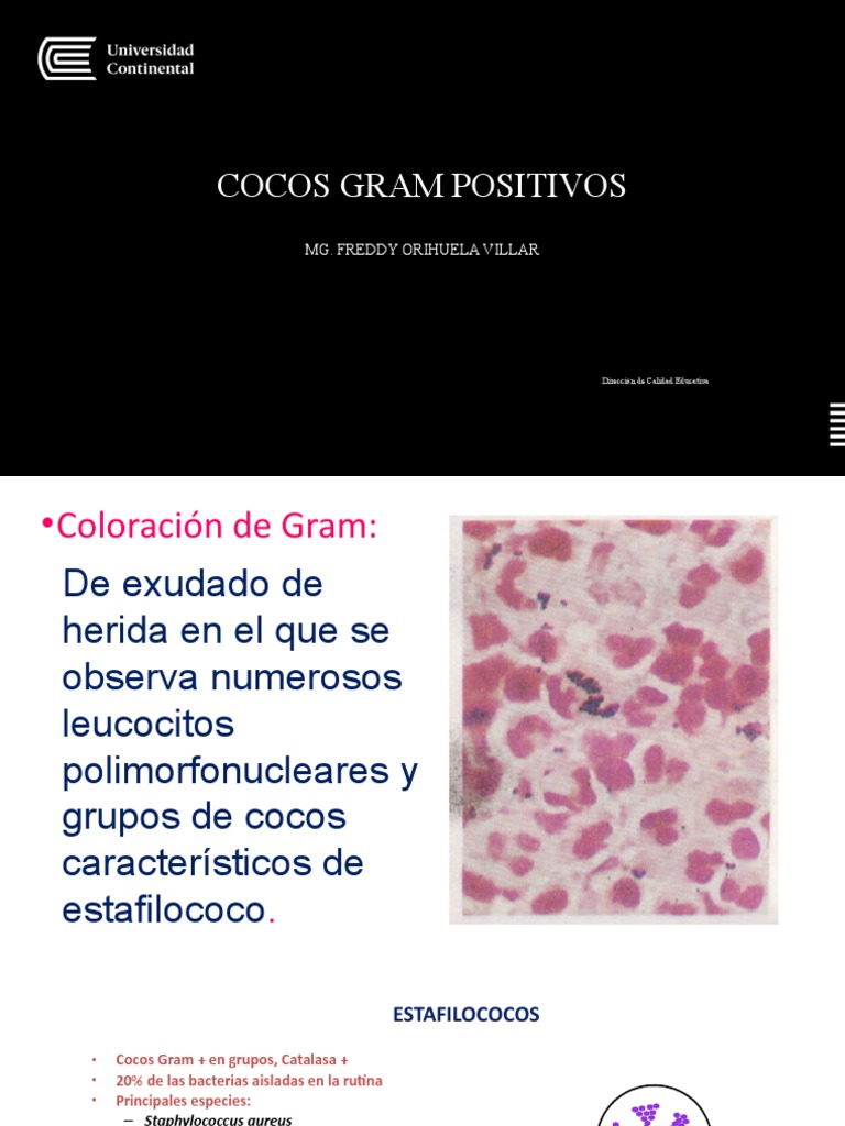 Cocos Gram Positivos en Microbiología | PDF | Estreptococo | Microscopía