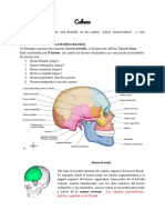 Anatomía 2da Parte-1-19