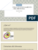 Estructura y Funcionamiento Del Ribosoma