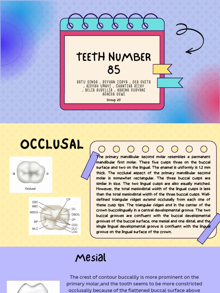 Anatomy of Tooth 85 Explained | PDF | Dental Anatomy | Tooth