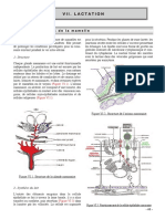 Vii. Lactation: A. Fonctionnement de La Mamelle