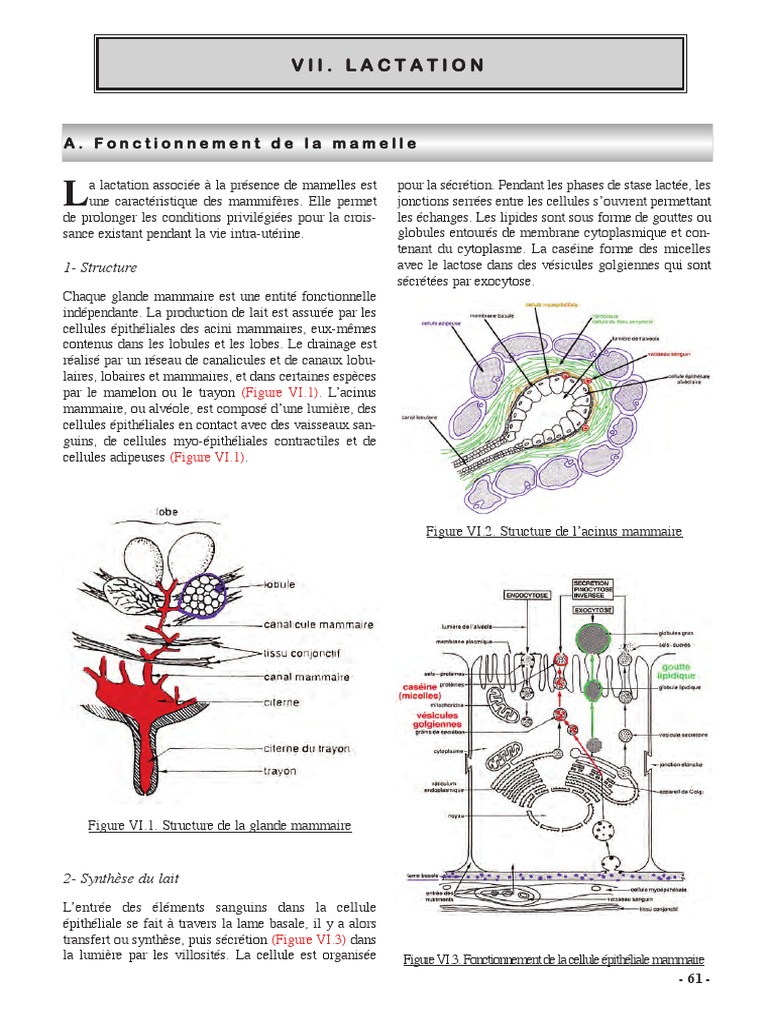 Physiologie de la lactation et mamelles | PDF | Allaitement | Lait