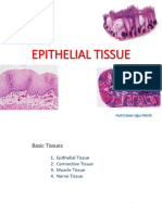 GTF Med Bue 2023 Epithelial Tissue