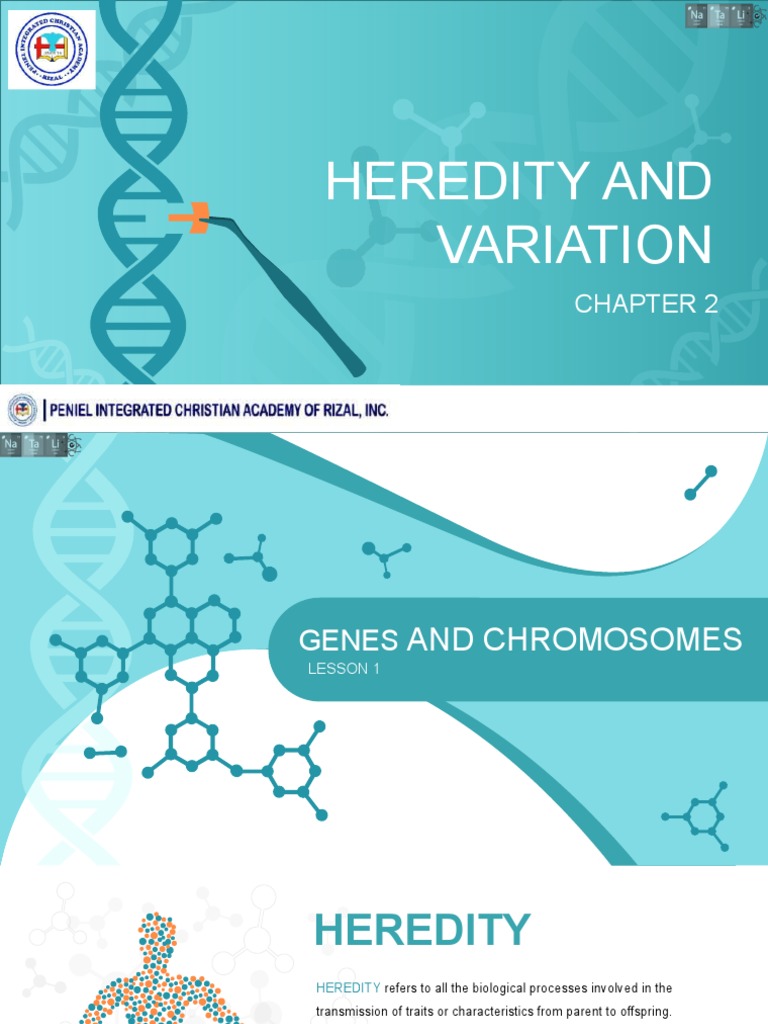 Heredity and Variation in Class 9 | PDF | Dominance (Genetics) | Rna