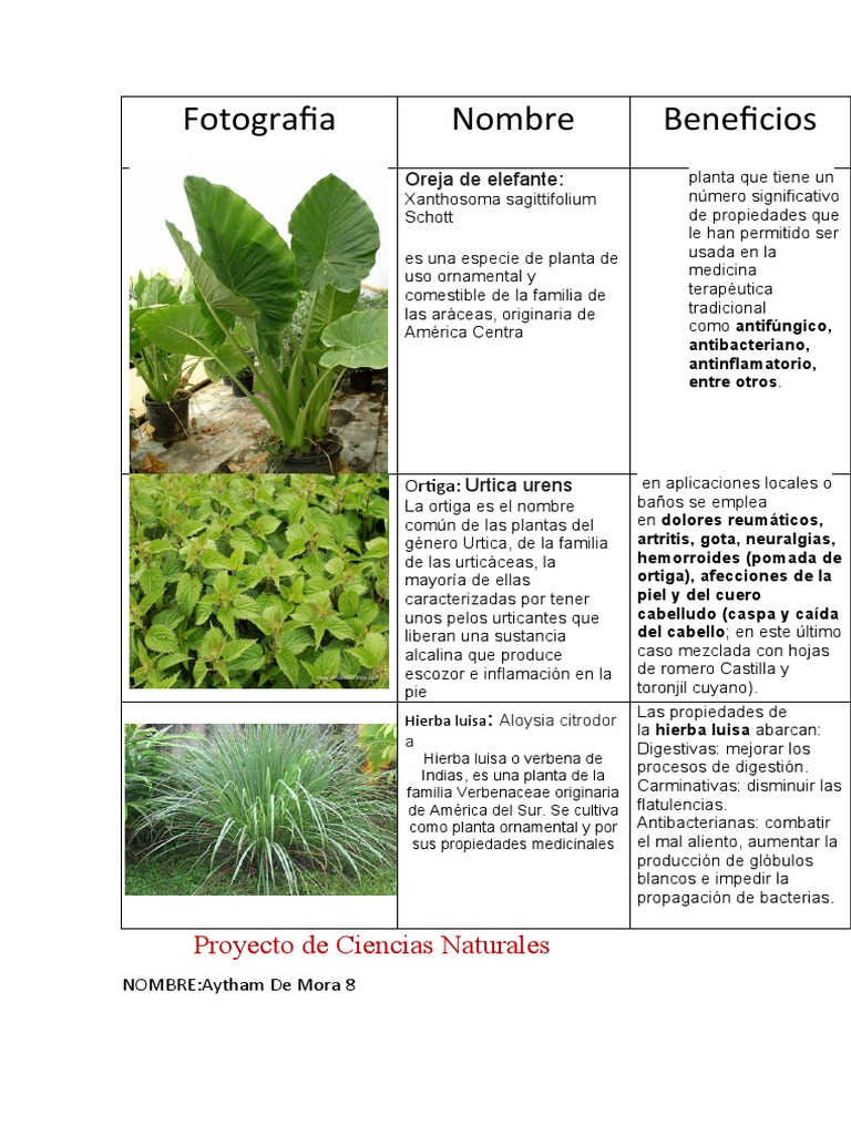 Proyecto de Ciencias 10mo | PDF