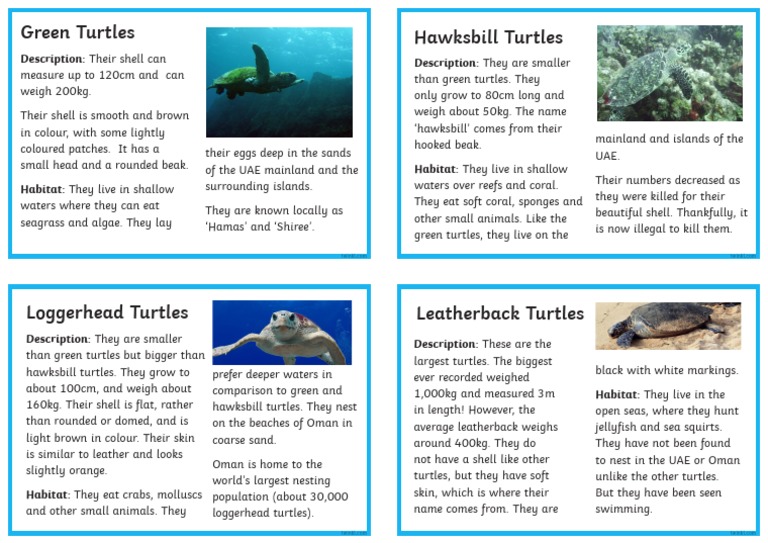 Sea Turtle Fact Cards PDF