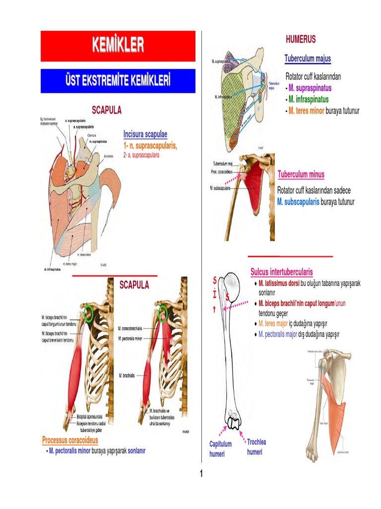 Anatomi Atlası (PDFDrive) | PDF