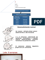 Reprodução - Desenvolvimento Ruminal