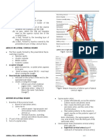 lateral region