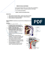 Nervio Facial Anatomia