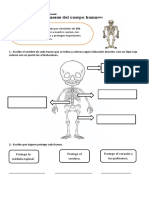 Guía Huesos Del Cuerpo Humano 2° Basico