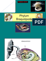 7. Phylum Braquiopoda 2022 I (1)