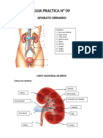 ANATOMIA