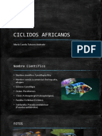 CiCLIDOS AFRICANOS