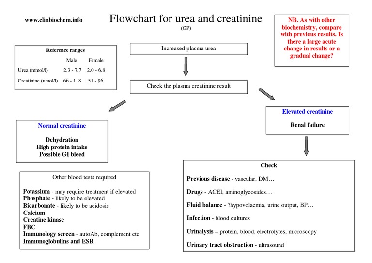 Understanding Elevated Creatinine Levels | PDF