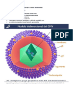 CITOMEGALOVIRUS