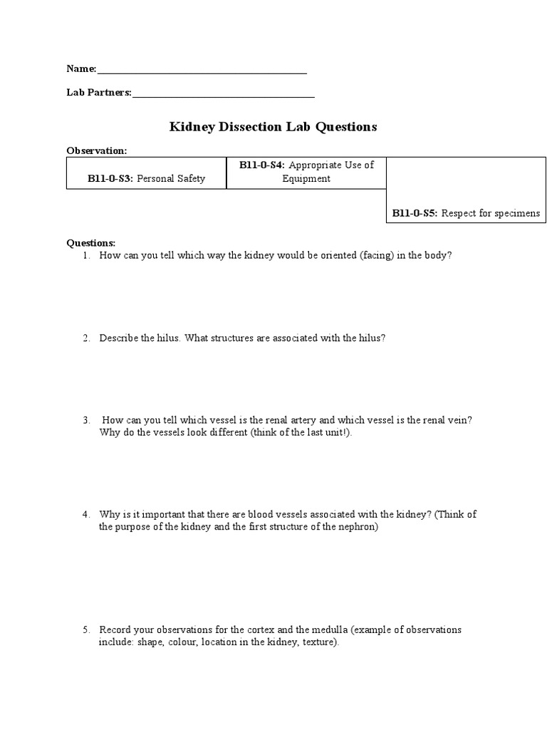 Kidney Dissection Lab Questions PDF