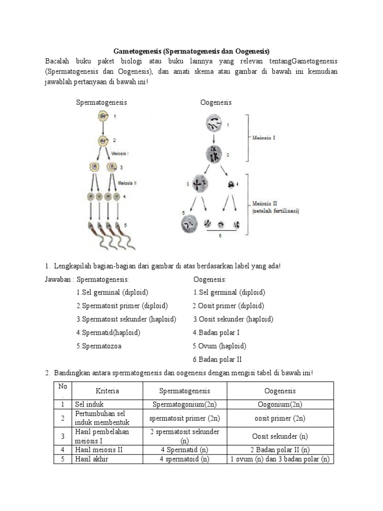 Selülit katta eshak
