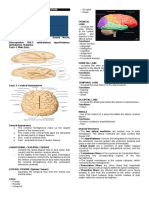  Cerebrum