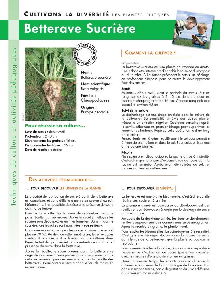 Culture et récolte de la betterave sucrière | PDF | Betterave sucrière ...