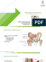 Irrigación e Inervación Del Miembro Inferior
