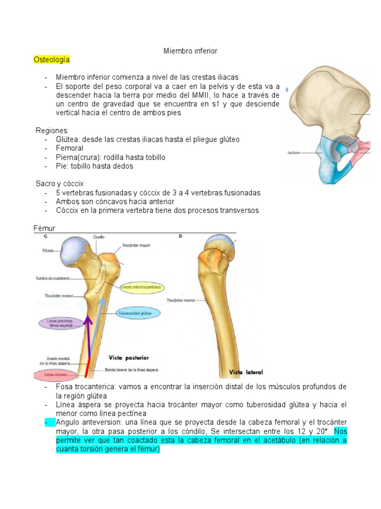 Anatomía De Miembro Inferior Pdf Anatomía Humana Sistema