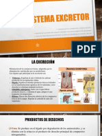 Sistema Excretor Anatomia